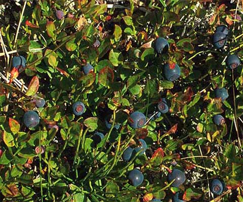 Vaccinium myrtillus