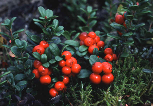 Vaccinium vitis-idaea