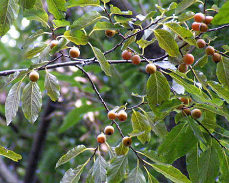 Diospyros lotus