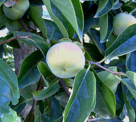Diospyros kaki