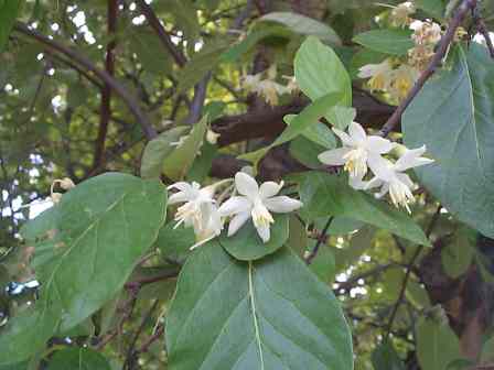 Styrax officinalis