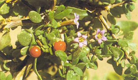 Lycium europaeum
