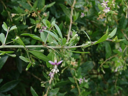 Lycium barbarum