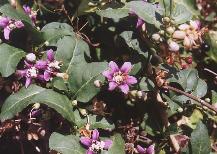 Lycium halimifolium