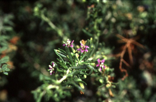 Lycium ruthenicum
