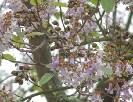 Paulownia tomentosa
