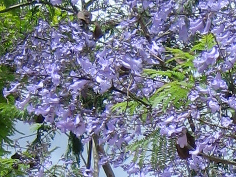 Jacaranda mimosifolia