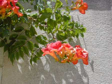 Campsis radicans