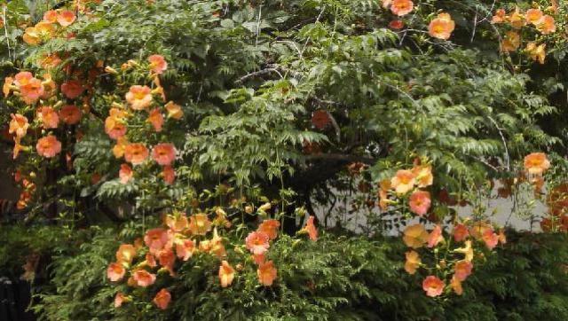 Campsis grandiflora