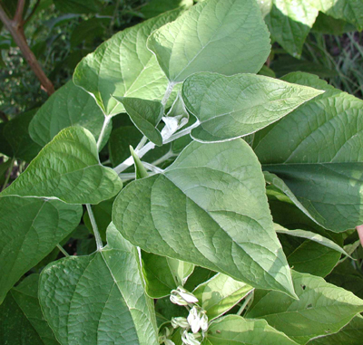 Clerodendrum trichotomum