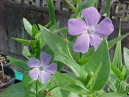 Vinca major