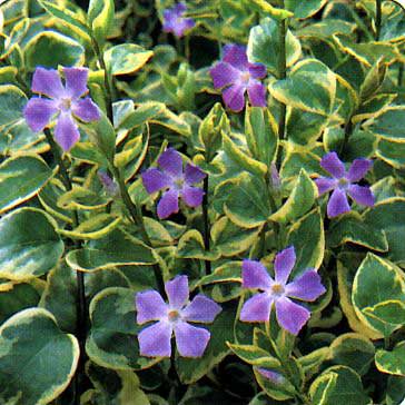 Vinca major 'variegata'