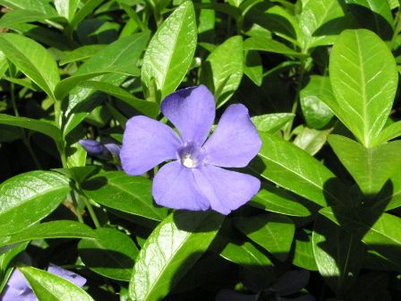 Vinca minor