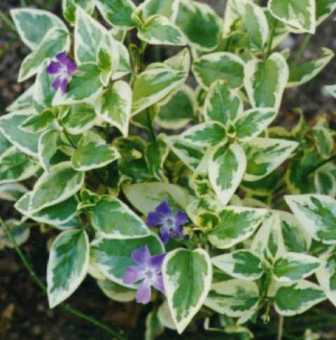 Vinca minor 'variegata'