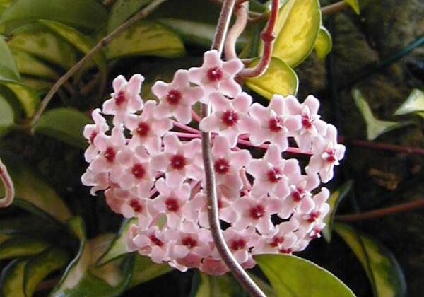 Hoya carnosa