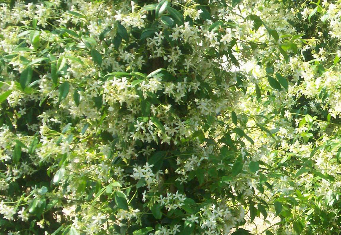 Rhyncospermum jasminoides