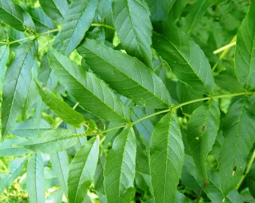 Fraxinus excelsior
