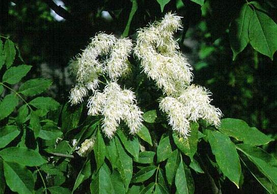Fraxinus ornus
