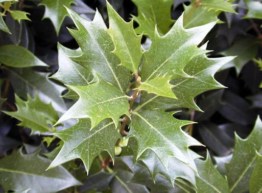 Osmanthus heterophyllus