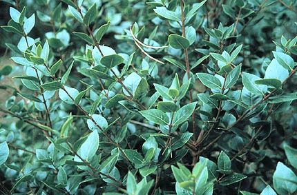 Phillyrea latifolia