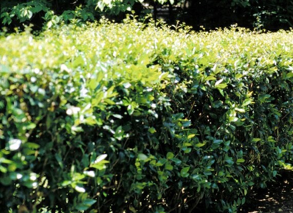 Ligustrum japonicum