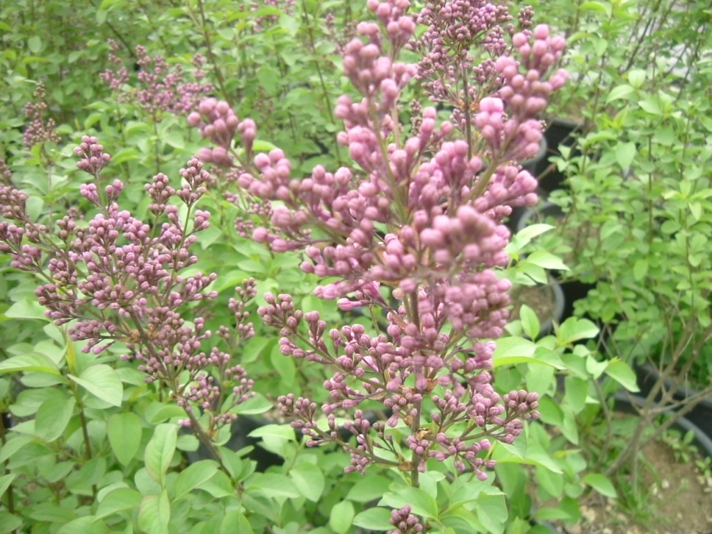 Syringa vulgaris