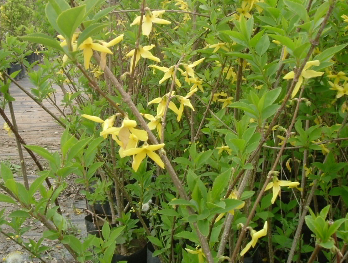 Forsythia intermedia