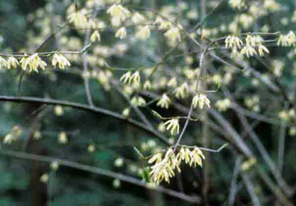 Forsythia giraldiana