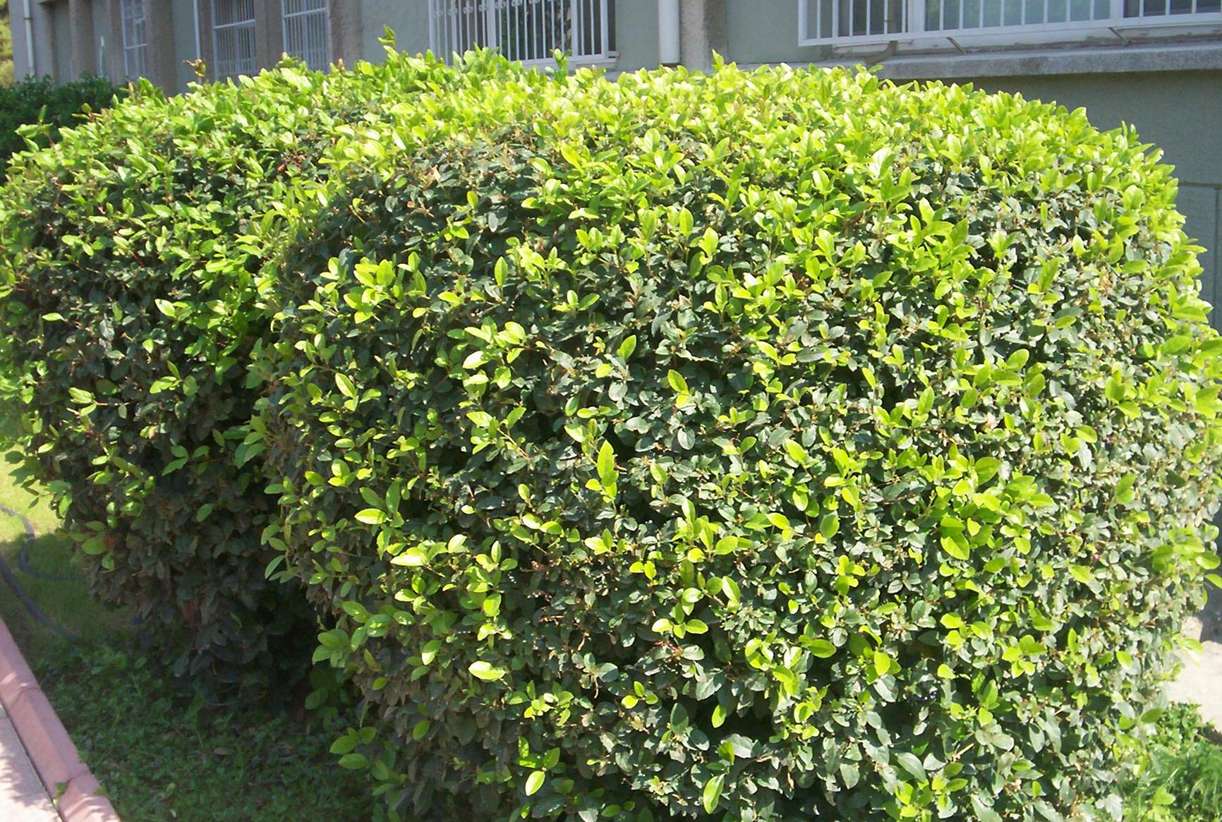 Viburnum tinus