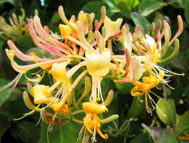 Lonicera etrusca