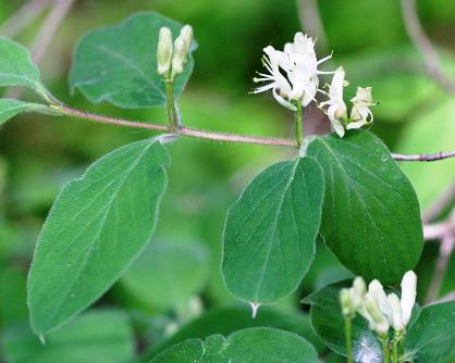 Lonicera xylosteum
