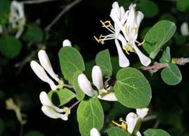 Lonicera iberica