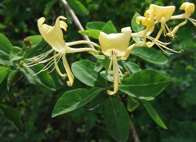 Lonicera periclymenum