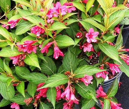 Weigela coraensis