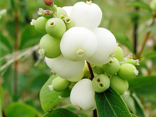 Symphoricarpos albus