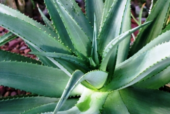 Aloe candelabrum