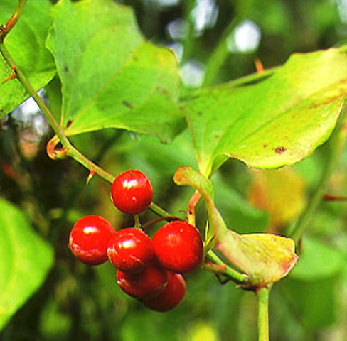 Smilax excelsa