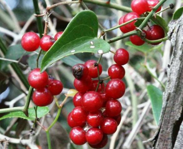 Smilax aspera