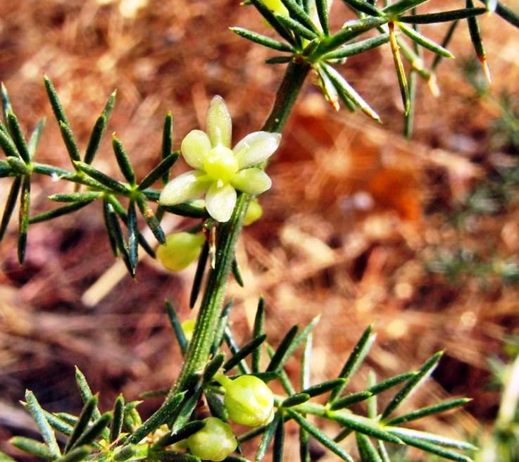Asparagus acutifolius