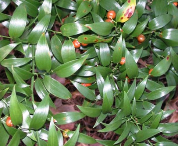 Danae racemosa