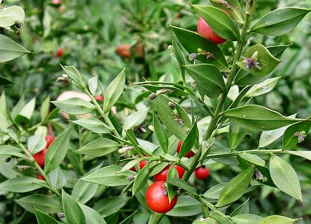 Ruscus aculeatus