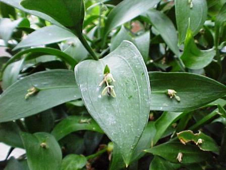 Ruscus hypoglossum