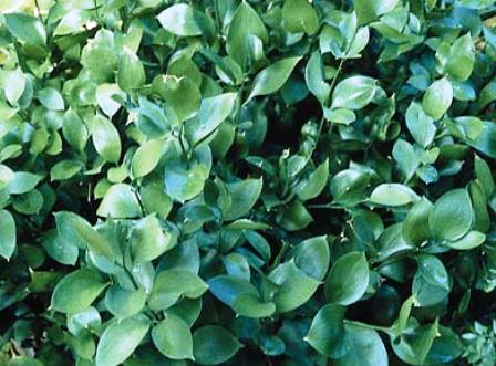 Ruscus hypophyllum