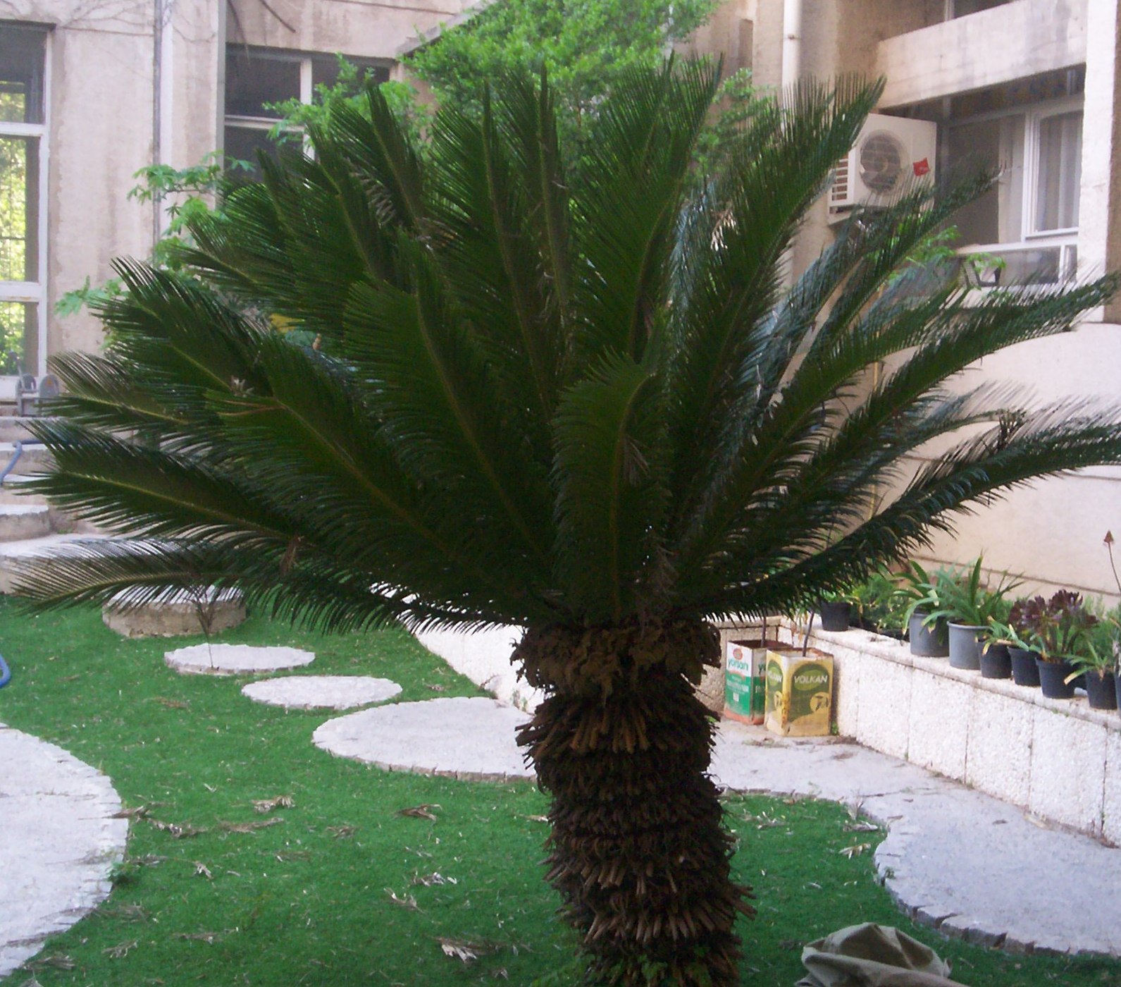 Cycas revoluta