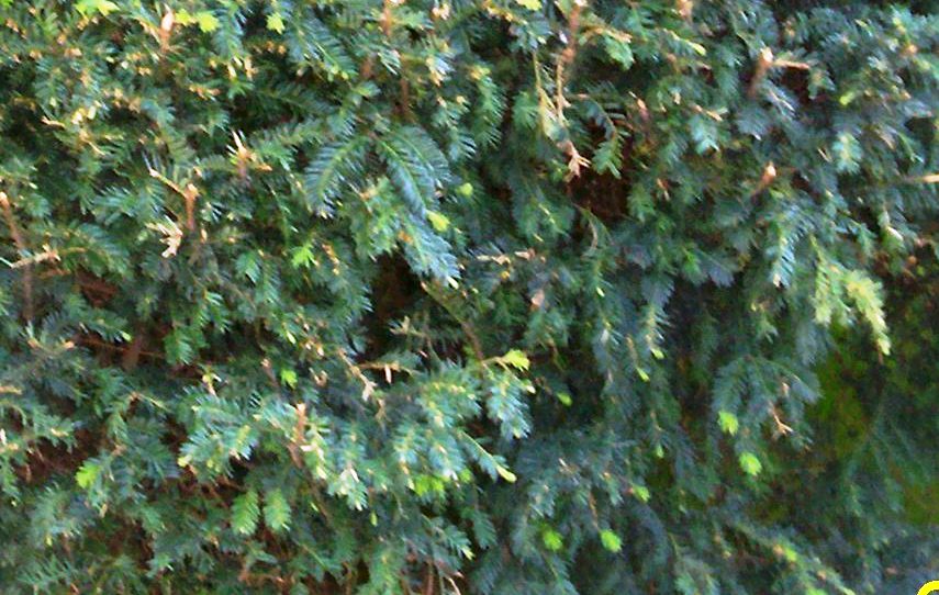 Taxus baccata
