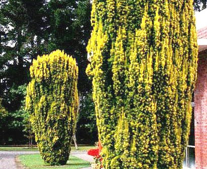 Taxus baccata 'fastigiata aurea'