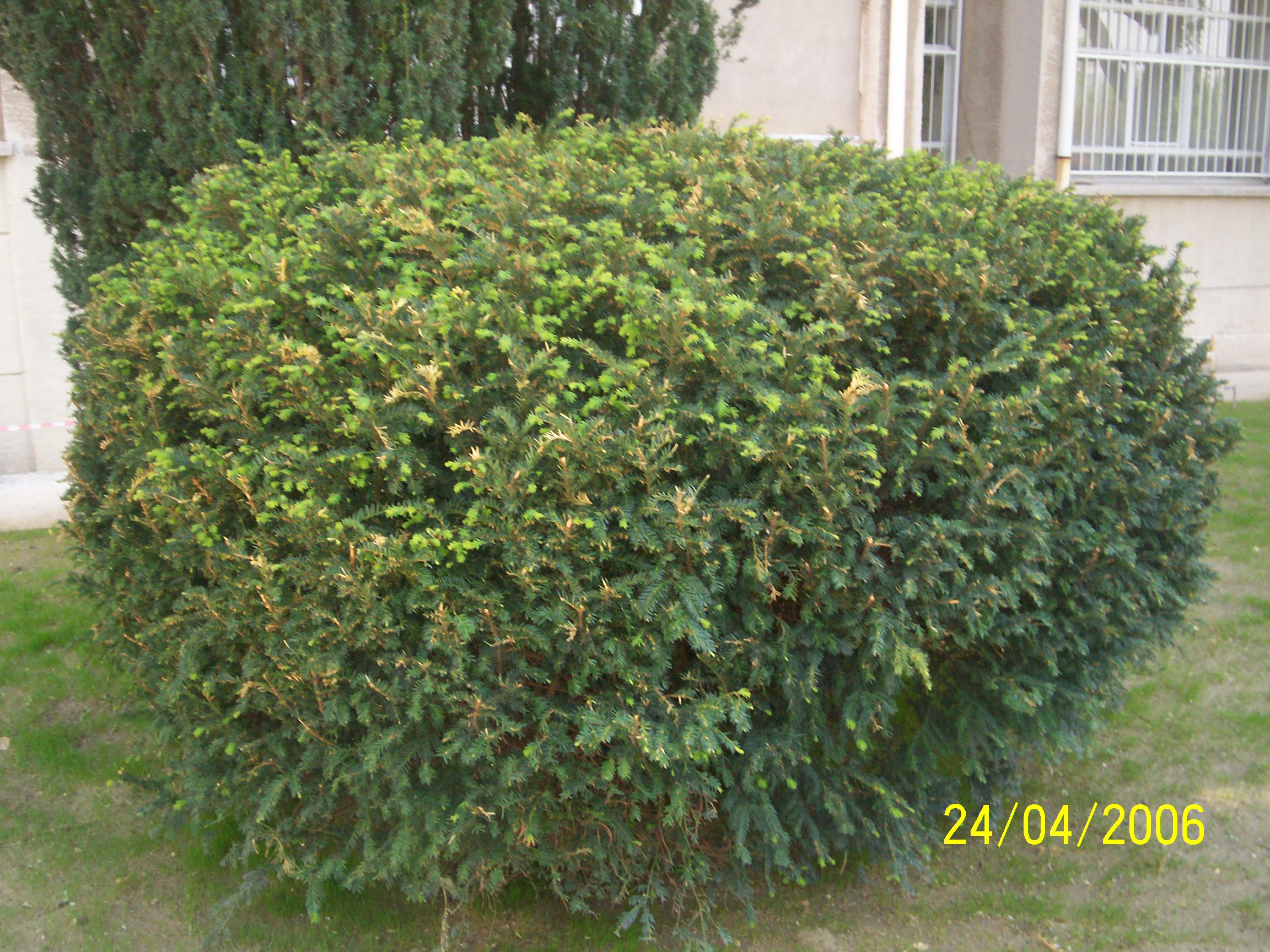 Taxus baccata 'prostrata'