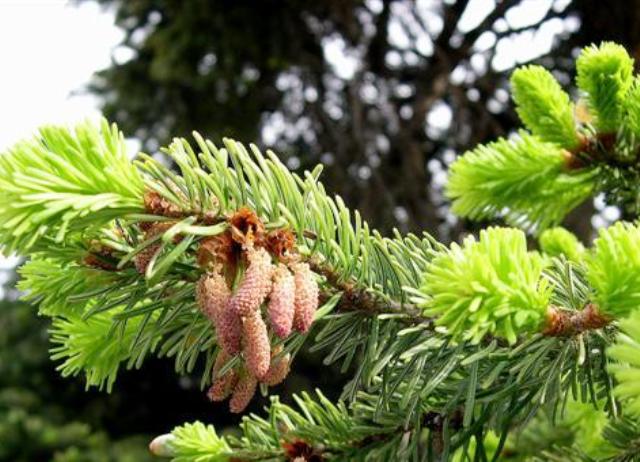 Abies alba