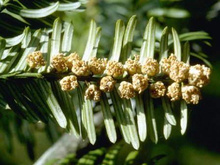 Cephalotaxus drupacea