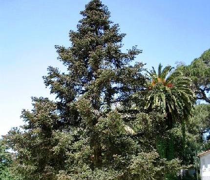 Abies cephalonica